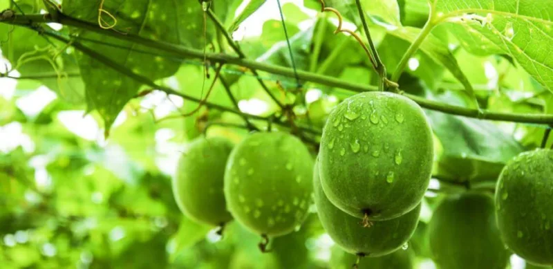 Pourquoi De Plus En Plus De Personnes Choisissent Le Fruit Du Moine ? Monk Fruit Extract