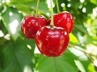 Aliments Pour Soutenir La Fonction Rénale 7-Best-Foods-To-Support-Kidney-Function