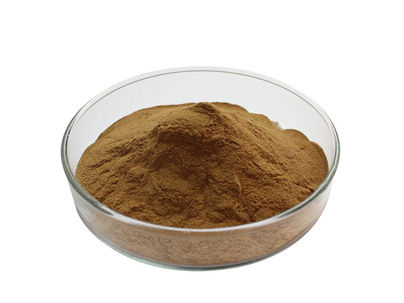Poudre d'extrait de champignon Maitake bio Poudre d'extrait de champignon Maitake biologique