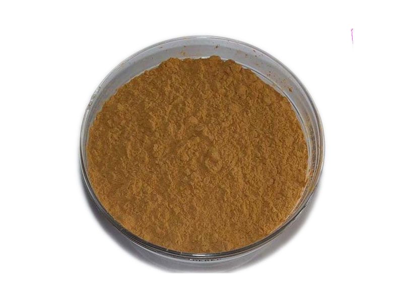 Poudre d'extrait d'Agaricus Blazei Murill bio Poudre d'extrait d'agaricus Blazei Murill biologique