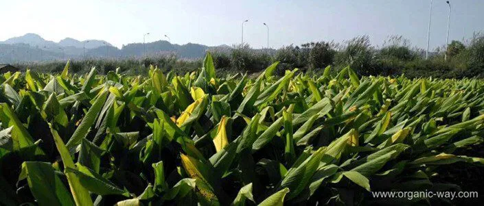 Pourquoi Le Curcuma Est-Il Si Populaire ? Organic-Curcuma-Powder