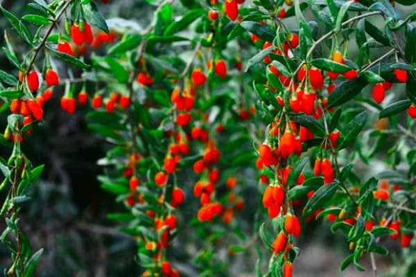L'Approvisionnement En Baies De Goji Bio Est Rare Cette Année Goji-Berry