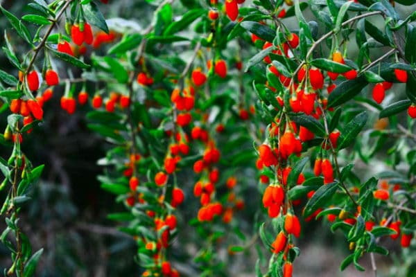 L'approvisionnement en baies de goji biologiques est rarement cette année