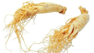 Ginseng frais biologique