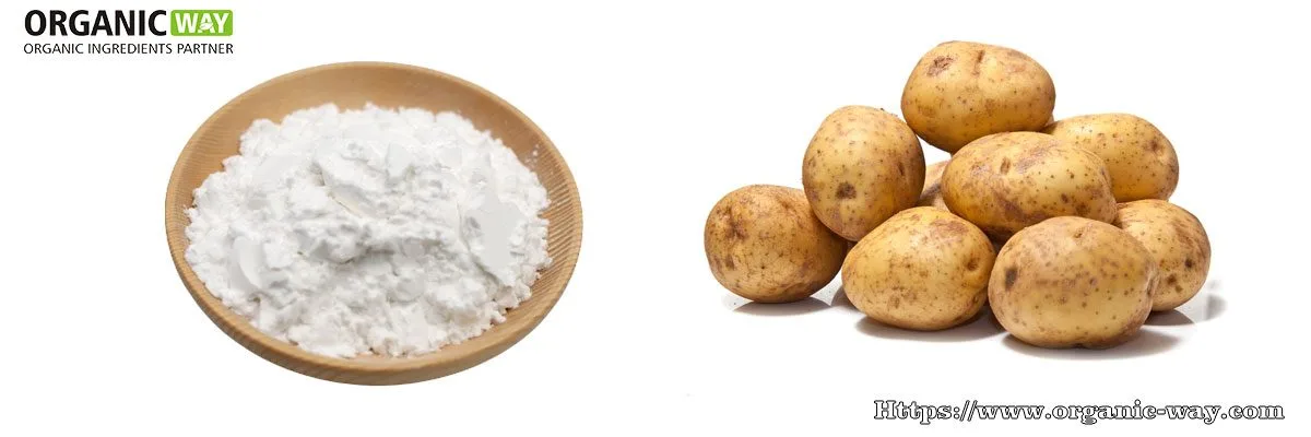 Fécule De Pomme De Terre Biologique En Poudre Amidon De Pomme De Terre Biologique