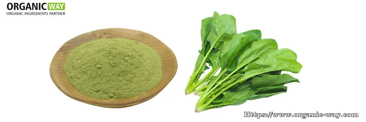 Poudre D'Épinards Bio Organic-Spinach-Powder