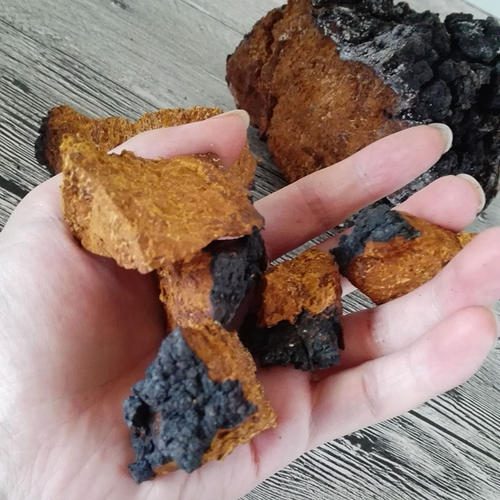 Chaga a de multiples valeurs nutritionnelles, deux axes de recherche sont au centre Chaga a de multiples valeurs nutritionnelles, deux axes de recherche sont au centre