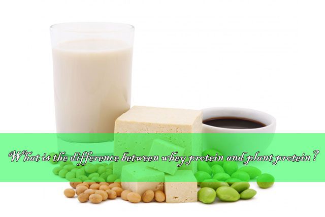 Quelle est la différence entre les protéines de lactosérum et les protéines végétales? different between whey protein and plant protein