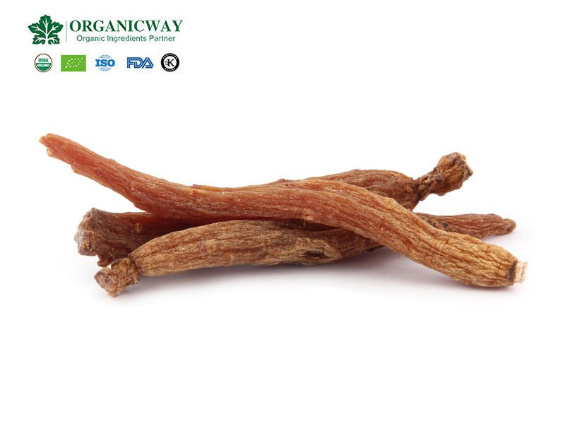red ginseng root