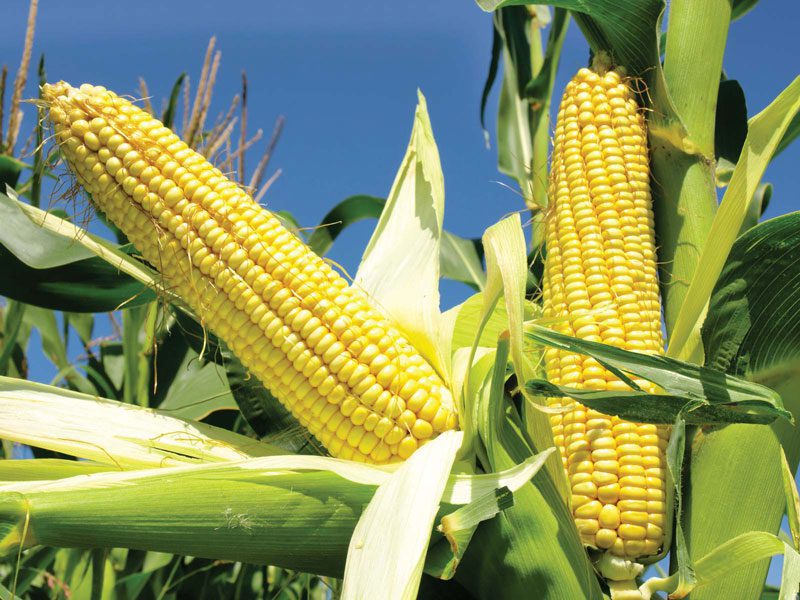 Le prix du maïs biologique et de ses produits transformés en profondeur augmente corn's image