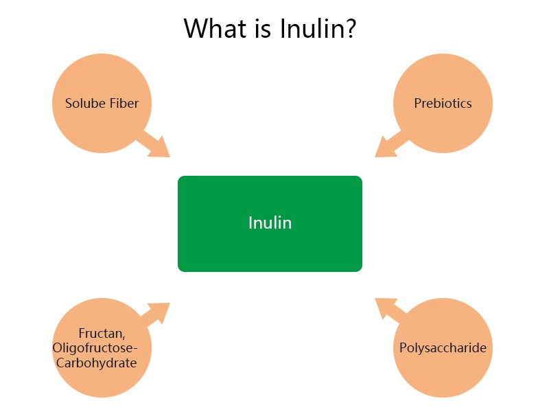 Qu'est-ce que l'inuline et à quoi sert-elle ? What is inulin