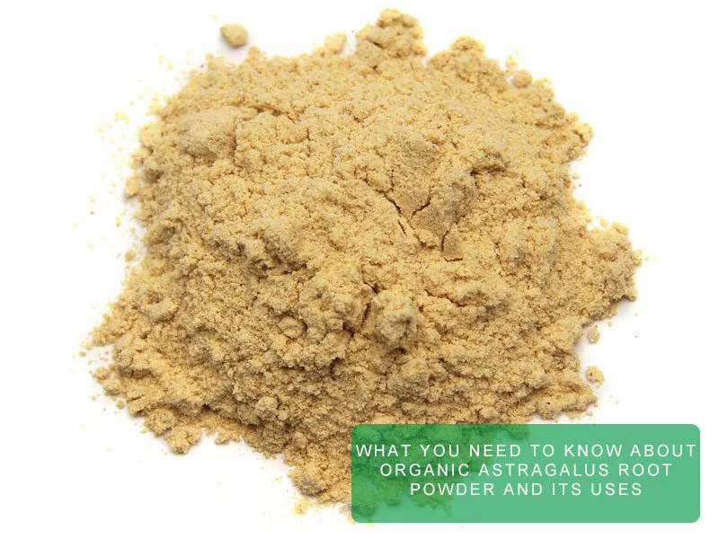 Tout Ce Qu'Il Faut Savoir Sur La Poudre De Racine D'Astragale Biologique Et Ses Utilisations What You Need To Know About Organic Astragalus Root Powder And Its Uses