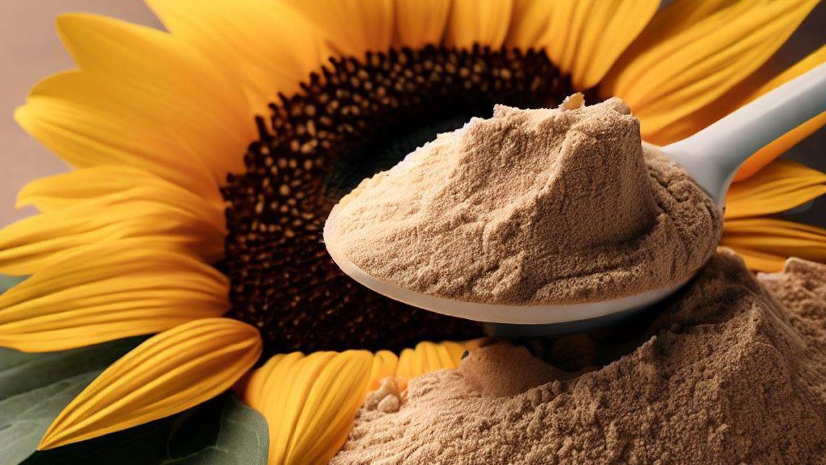Les bienfaits pour la santé des protéines de tournesol biologiques Les bienfaits pour la santé des protéines de tournesol biologiques